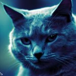 синя котка2.jpg