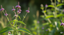 Върбинка (Verbena officinalis)-Древната билка, която успокоява нервите и укрепва тялото .png Върбинка (Verbena officinalis)-Древната билка, която успокоява нервите и укрепва тялото .png