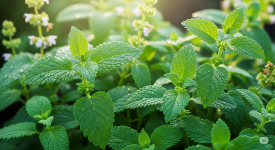 Маточина (Melissa officinalis)-Нежният съюзник на съня, спокойствието и сърцето.png Маточина (Melissa officinalis)-Нежният съюзник на съня, спокойствието и сърцето.png