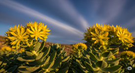 Родиола розеа (Rhodiola rosea)-Златният корен на Севера за издръжливост, фокус и добро настрое...png Родиола розеа (Rhodiola rosea)-Златният корен на Севера за издръжливост, фокус и добро настрое...png